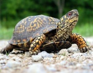 Turtle Trading System Metastock